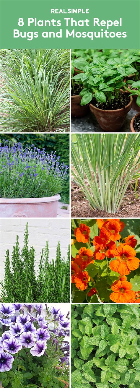 8 Plants That Repel Bugs And Mosquitoes Grow These In Your Garden Or
