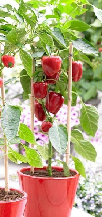 Growing Bell Peppers In Pots And Containers Bell Pepper Care Guide