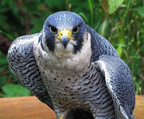 Peregrine Peregrine Pet Birds Peregrine Falcon