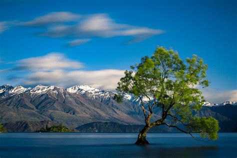 The Lonely Tree Of Wanaka Lake Wanaka Nieuw Zeeland Van Martijn