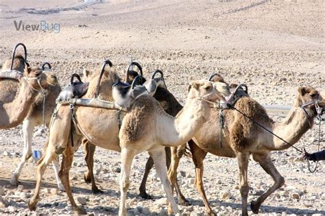 Photograph of a camel ashtray with a pack of camels and the camel wearing a hat. Pin on Photography