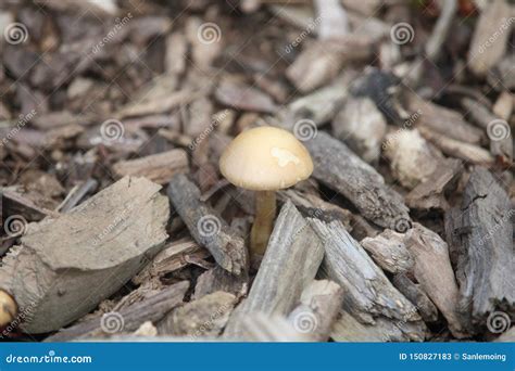 Solitary Mushroom Stock Image Image Of Mushrooms Mushroom 150827183