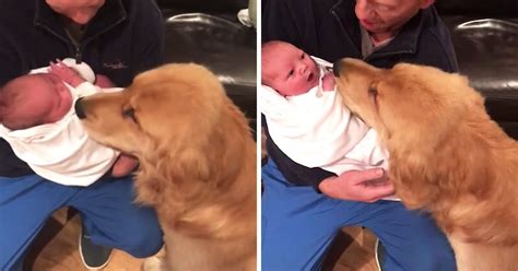 Golden Retriever Meets Baby For The First Time