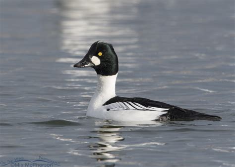 Common Goldeneyes Have Started Their Courtship Displays Mia Mcpherson