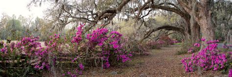 Charleston Sc Spring Bloom Azalea Flowers South Carolina Plantation