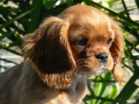 Thus, they combine an underlying athleticism with a cuddly exterior. Cavalier king charles spaniel hypoallergenic ...