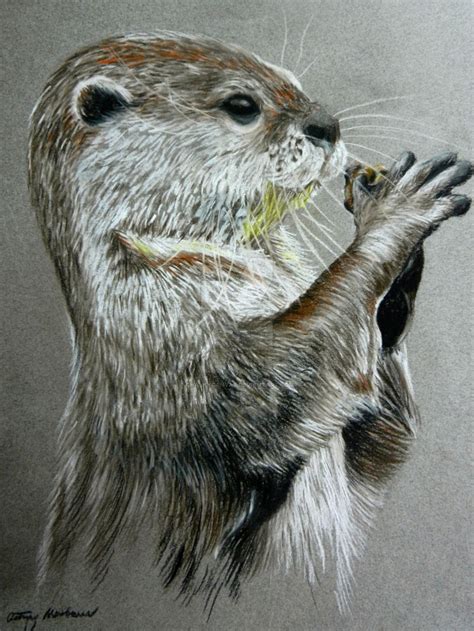 River Otter By Chalkycanvas On Deviantart Otter Art Animal