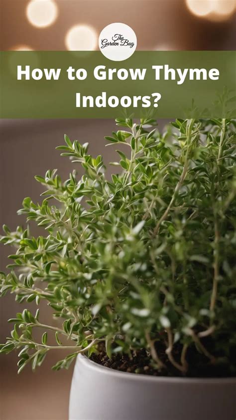 How To Grow Thyme Indoors The Garden Bug Detroit