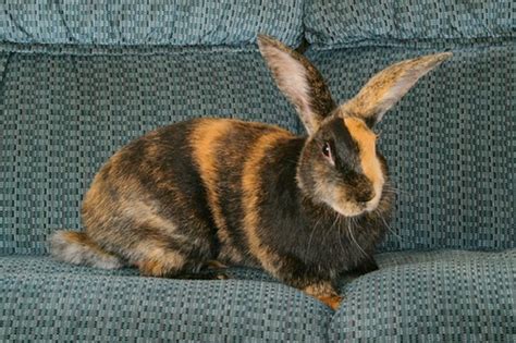 The 10 Best Pet Rabbit Breeds For Children Pethelpful