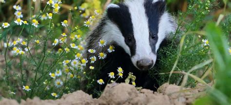 Just How To Put A Stop To Badgers Digging Up The Lawn Of Your Dreams