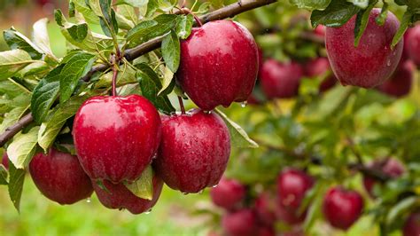 Popular Types Of Apples And What They Re Used For