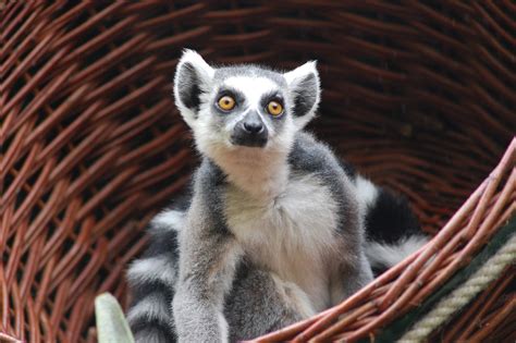 Lemur Foto And Bild Tiere Zoo Wildpark And Falknerei Natur Bilder Auf