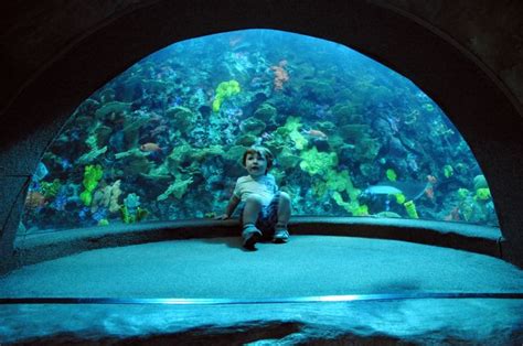Tennessee Aquarium Carter Inside The Half Dome Tank Tennessee