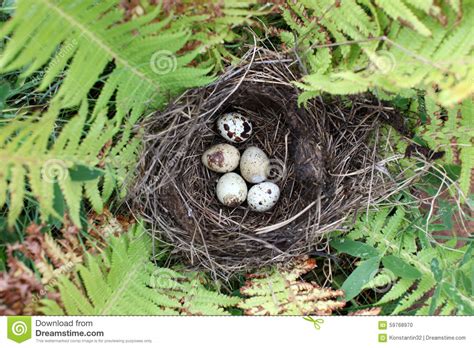 Nest With Egg Of Wild Bird Outdoors Stock Photo Image Of Close
