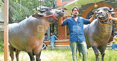 Learn malayalamanimal names in malayalam add missing animal names. Avid buffalo collector brings another giant to stable