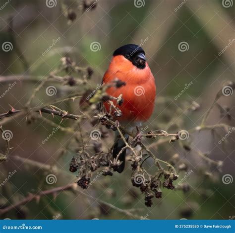 A Stunning Animal Portrait Of A Bullfinch Bird Perched On A Tree Stock