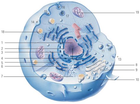 Images and pdfs just in case you get tired of looking at the screen weve provided images and pdf files that you can print neurons respond to environmental changes stimuli by altering the ionic gradient that exists across their plasma membranesall cells maintain such a. Cells - Credo Reference