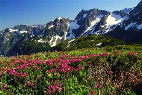 In The Spring Wildflowers Flourish In The High Mountains Meadows Of The