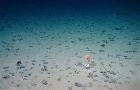 Marine Biologist Finds Unexpected Biodiversity On The Ocean Floor