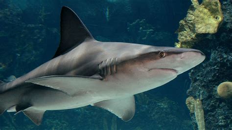 Sandbar Sharks Swim Into Newport Aquarium For Shark Summer