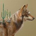 Lobo Mexicano; Ilustración digital con lápices de colores, inspirado en ...