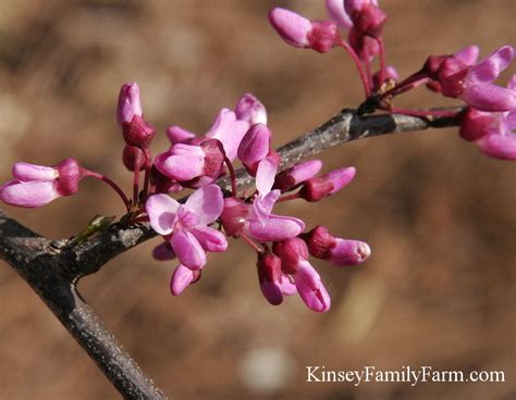 Royal star magnolia, elegance and beauty, hardy magnolia for cold climate, fragrant white flowers, flowers appear weeks ahead of other spring flowering shrubs and plants. Ornamental Flowering Trees GA Garden Center | Kinsey ...