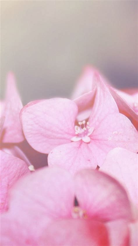 Pure Pink Flower Petal Macro Blur Iphone 8 Wallpapers Free Download