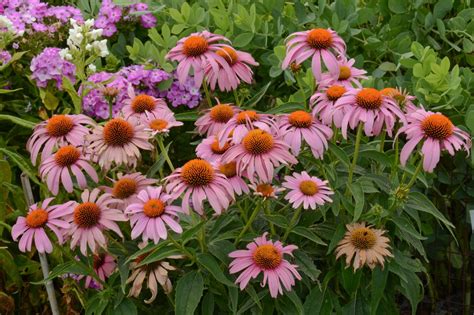 50 Beautiful Deer Resistant Plants The Prettiest Annuals Perennials Bulbs And Shrubs That