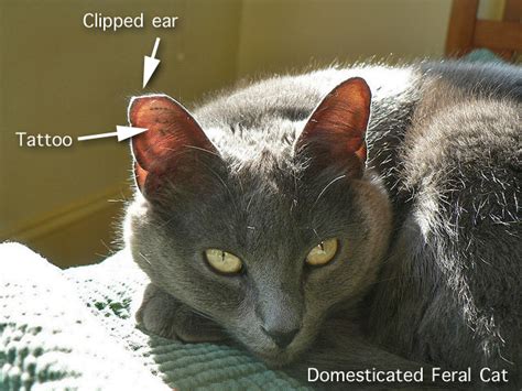 For more information, talk to your veterinarian who will be able. False Feral Cat Ear Clipping (tipping) - PoC