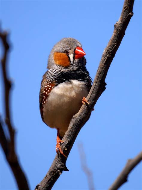 Zebra finches are common finches that live all over australia. Zebra Finch - Canberra Birds