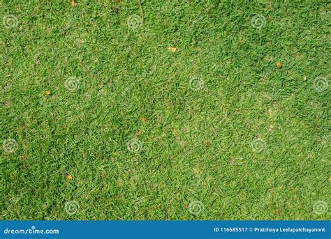 Top View Of Grass Textures And Backgrounds Stock Image Image Of