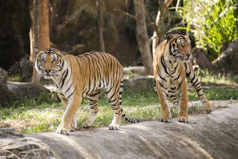 Two Bengal Tigers Stock Photo By ©kungmangkorn 111119022