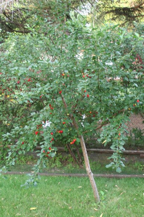 The Full Circle Gardener Plant Of The Week Evans Cherry
