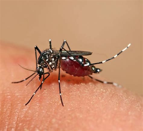 New Study Reveals Why Some People Are Mosquito Magnets And Others Aren