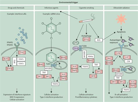 Immunopathogenic Mechanisms Of Systemic Autoimmune Disease The Lancet