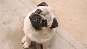 Pug Head Tilt Gifs Find Share On Giphy