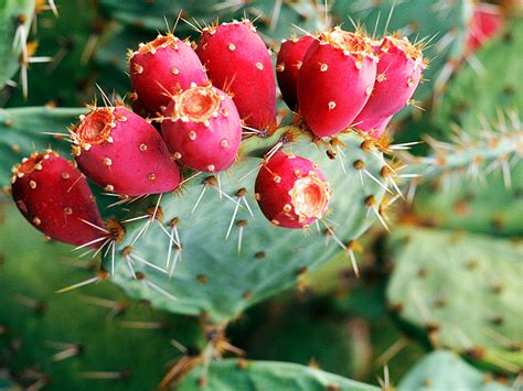 Have you seen prickly pear cactus pop up on food products? prickly pear | Description, Uses, & Species | Britannica.com