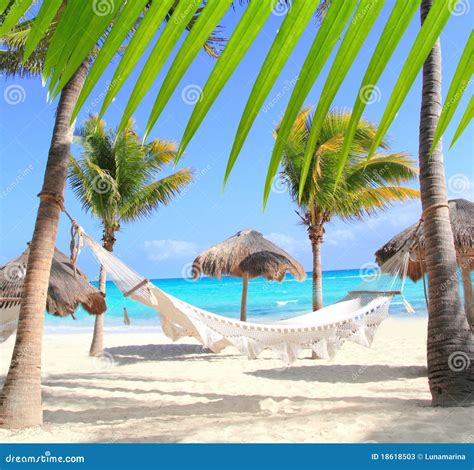 Caribbean Beach Hammock And Palm Trees Stock Photos Image 18618503