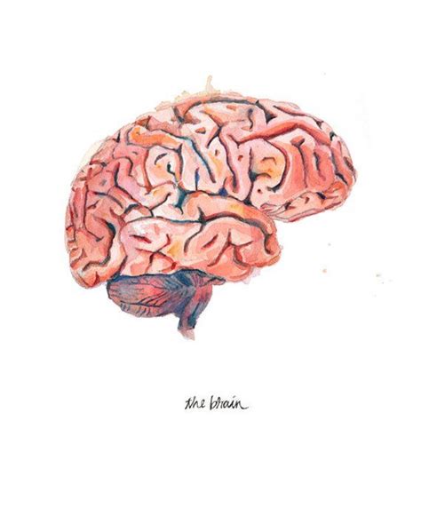 The Human Brain Sagittal View Watercolor Print Anatomical Brain Art