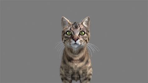 Available in most of files format including 3ds max, maya, cinema 4d, blender, obj, fbx. Cat-- 3D Model animated rigged MAX | CGTrader.com