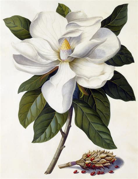 Magnolia Grandiflora By Georg Dionysius Ehret Botanical Drawings