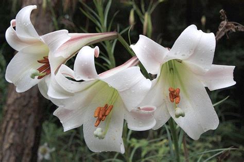 White Trumpet Lily Lilium Formosanum Seeds Trumpet Lily Lily Plants