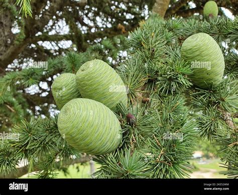 Cedar Of Lebanon Wood Texture Hi Res Stock Photography And Images Alamy