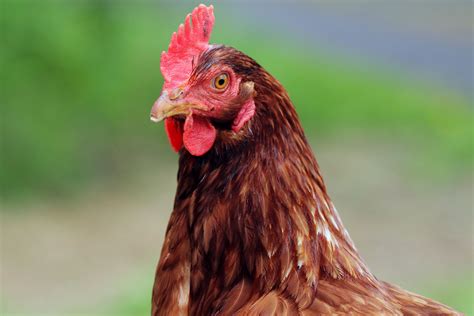 The reproductive system of hens consists of an ovary and an oviduct. Can Chickens Lay Eggs Without a Rooster?