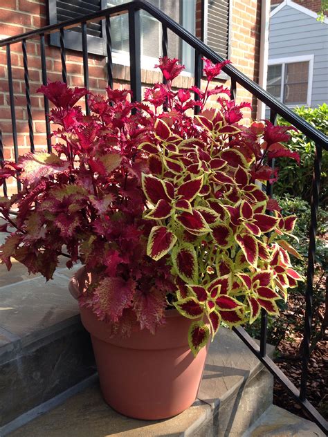 Great Coleus Combination Colorful Flowers Plants Flowers