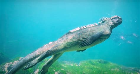 Take A Dive With A Real Life Godzilla Video Eerie Evolution Earth