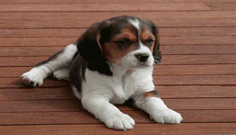 Beagle Breed Information Price Tips And Facts
