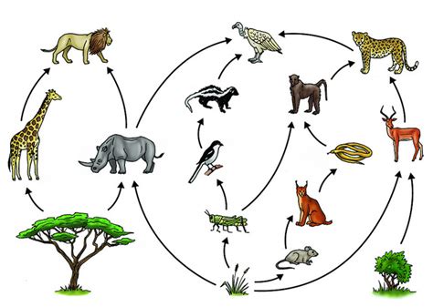 A food chain follows one path of energy and materials between species. Difference Between Food Chain and Food Web | Compare the ...