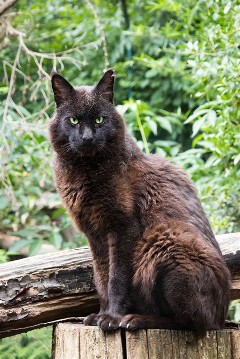 Jungle Cat The Male Black Jungle Cat Also Known As Swamp Lynx With