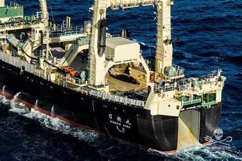 Japan Whaling Fleet Returns From Antarctic Hunt After Hitting Quota